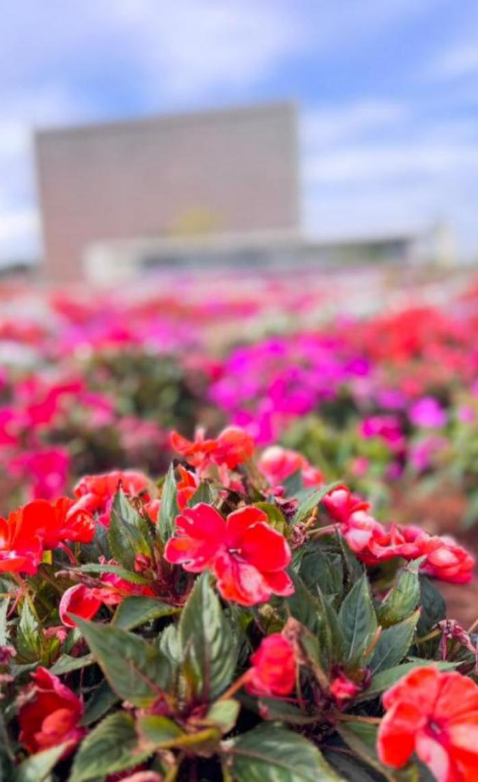 Chuvas deixam os canteiros ornamentais do Distrito Federal ainda mais belos