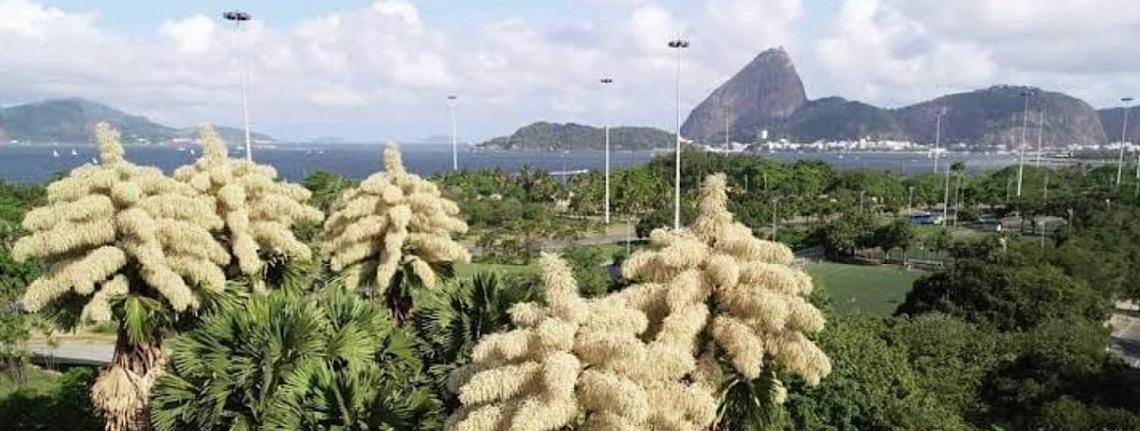 Plantadas por Burle Marx há 60 anos, palmeiras talipot florescem pela primeira e única vez no Rio