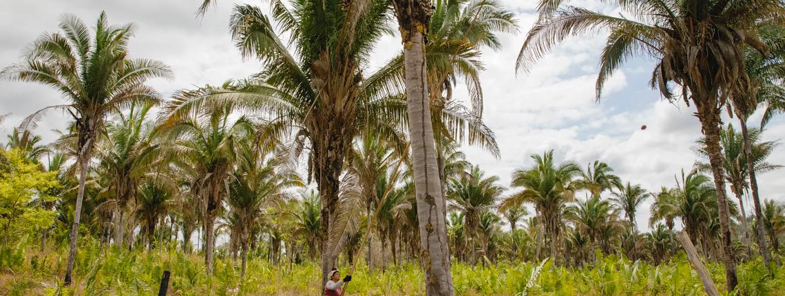 Chuva de agrotóxicos põe em risco produção orgânica das quebradeiras de coco babaçu: ‘Está poluindo os nossos cocais’