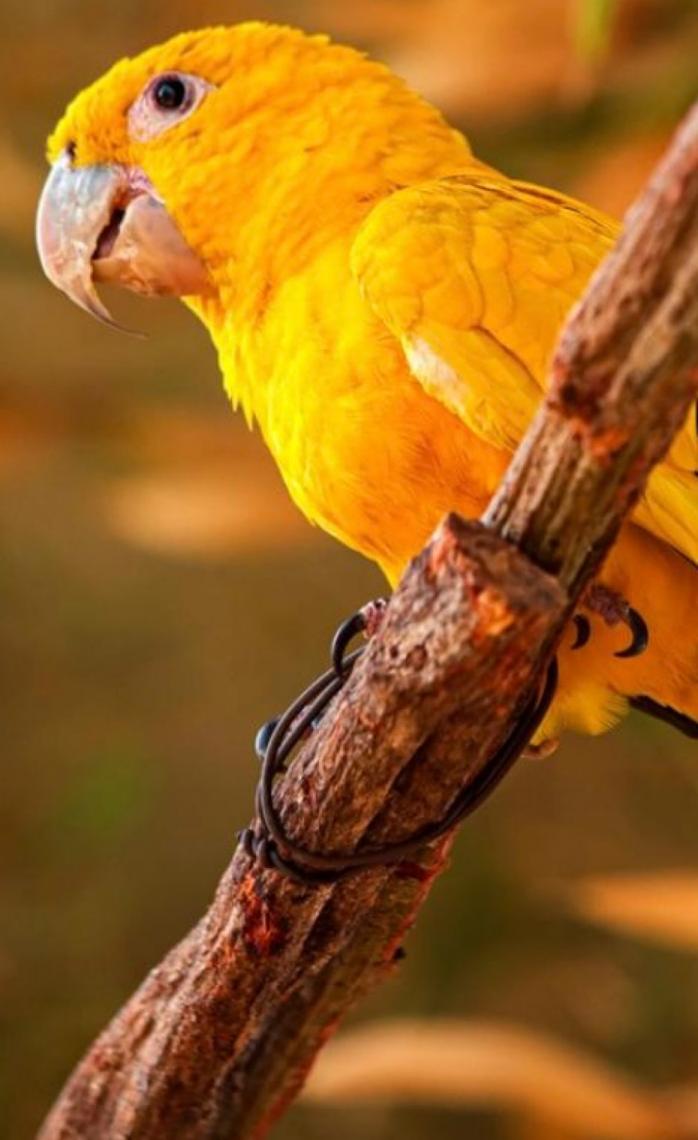 Zoo de Brasília inaugura primeiro recinto de imersão com 15 espécies de aves brasileiras
