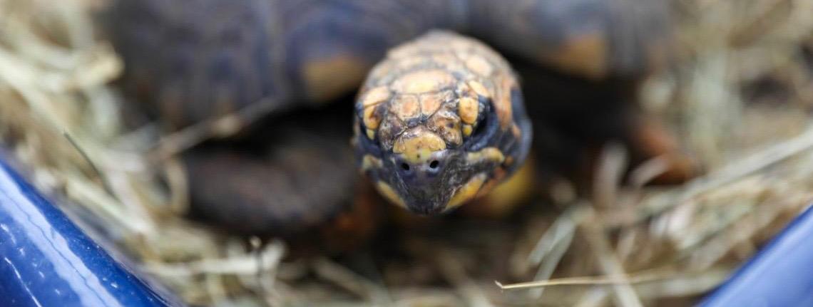 Jabutis e cágado apreendidos em operação policial recebem tratamento no Hospital da Fauna Silvestre