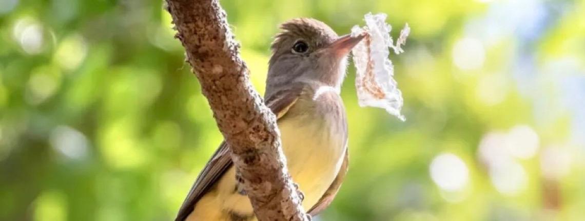 Decoração ou estratégia? Por que algumas aves revestem seus ninhos com pele de cobra?