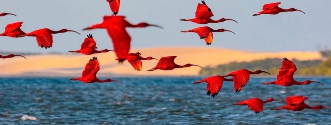 Turismo de observação de aves ganha Catálogo de Experiências do Ministério do Turismo