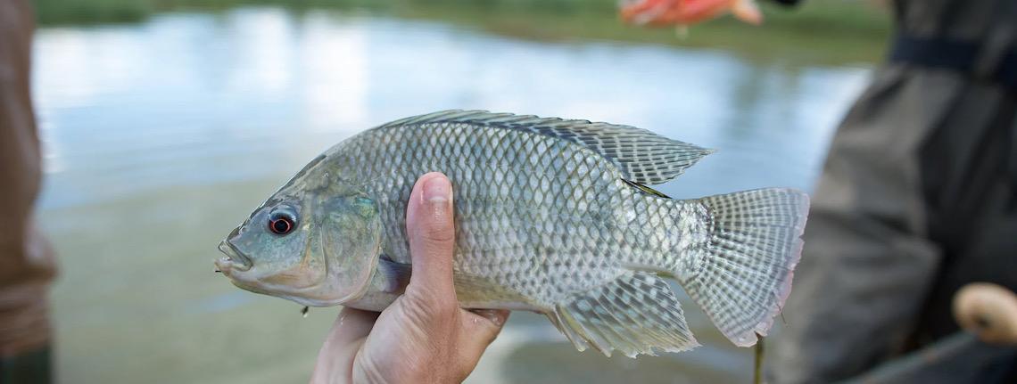 Pressão de produtores de tilápia faz governo federal suspender lista com 444 espécies exóticas invasoras