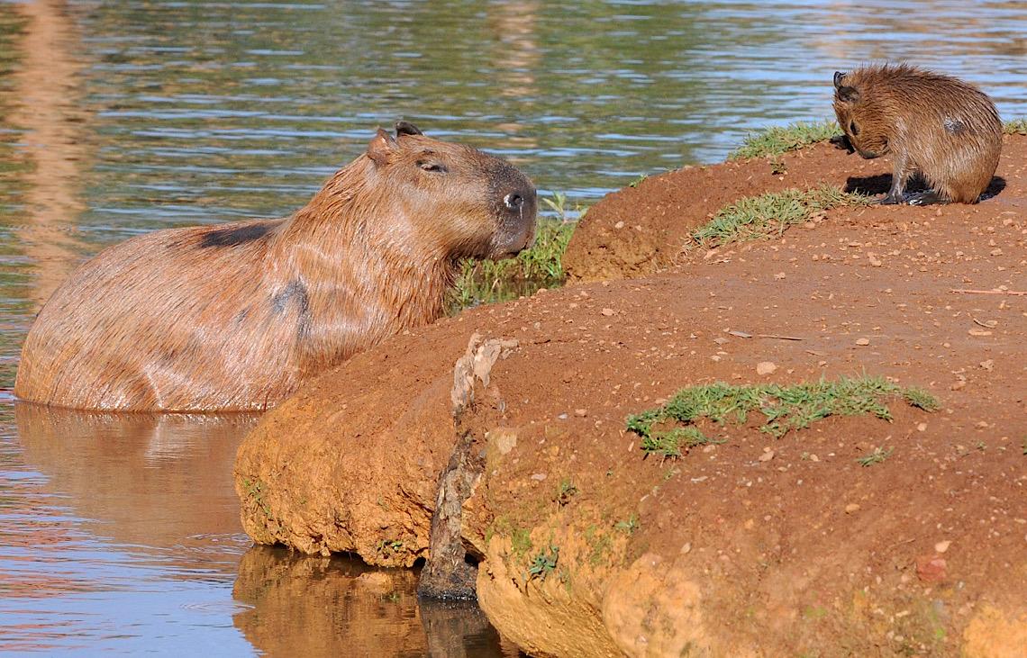 Ministério Público do DF recomenda medidas para reduzir acidentes envolvendo capivaras no Lago Paranoá