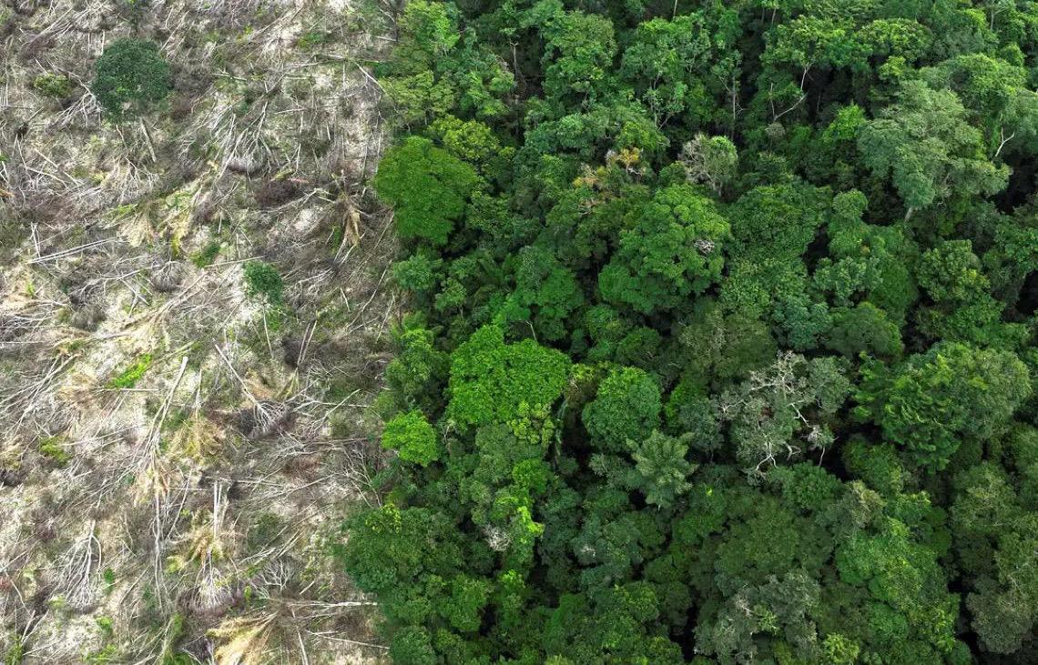 No Amazonas, 62% da exploração madeireira é feita ilegalmente 
