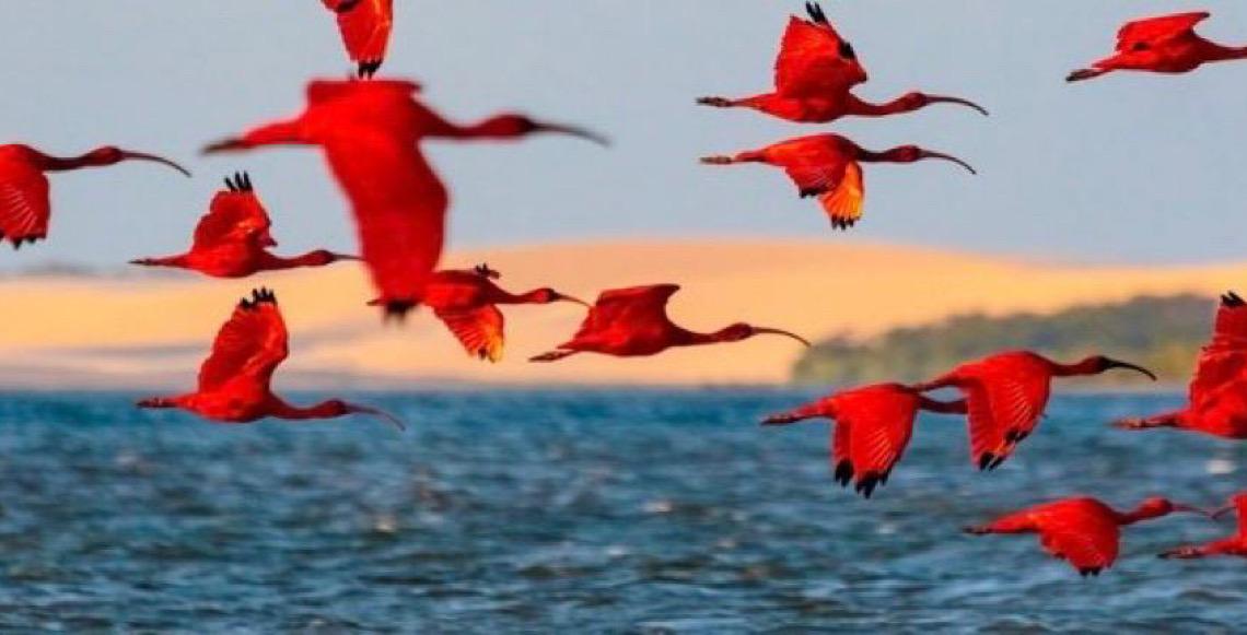 Turismo de observação de aves ganha Catálogo de Experiências do Ministério do Turismo