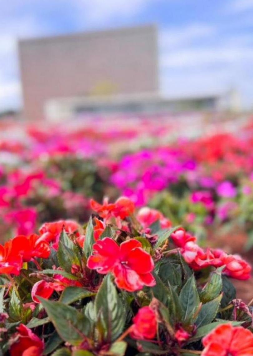 Chuvas deixam os canteiros ornamentais do Distrito Federal ainda mais belos