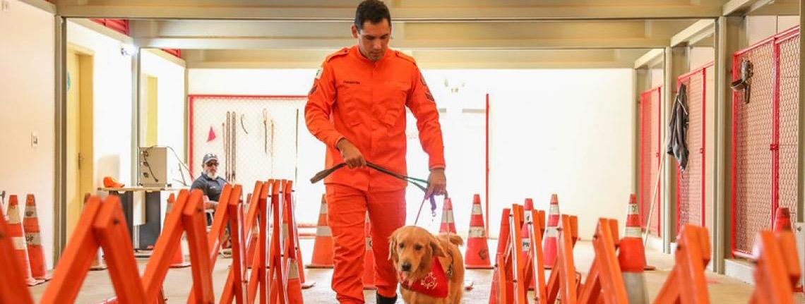 Cães-guia do Corpo de Bombeiros do Distrito Federal buscam famílias para nova fase do projeto