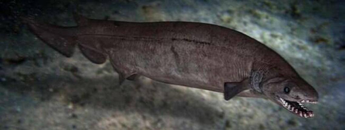 Cientistas encontram fóssil de um tubarão de 8 metros que viveu há 115 milhões de anos