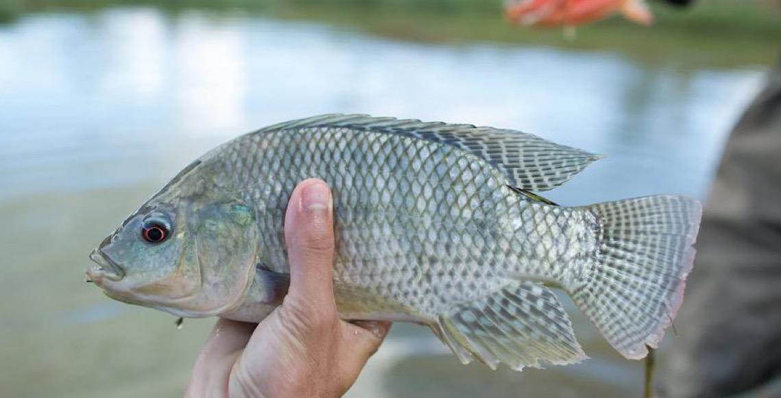 Pressão de produtores de tilápia faz governo federal suspender lista com 444 espécies exóticas invasoras