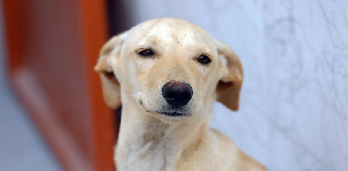 Cartões Ração e Castração: Veja se seu cadastro foi deferido