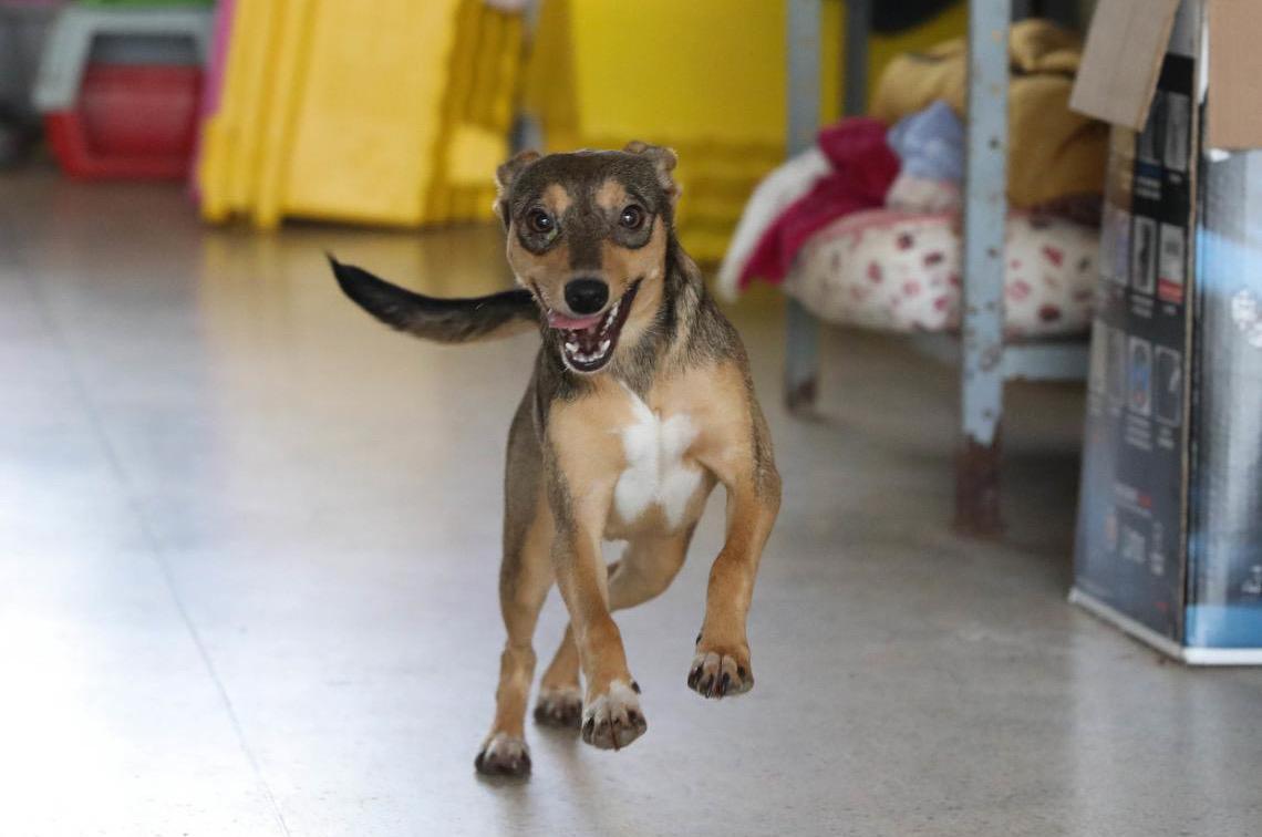 Credenciamento para atender a cartões Ração e Castração está aberto