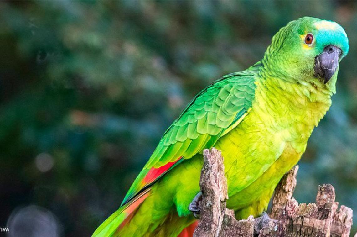 TJ do DF autoriza tutora a manter papagaio após mais de 10 anos de convivência
