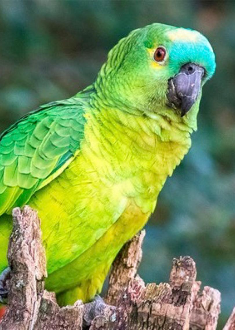 Justiça do DF autoriza tutora a manter papagaio após mais de 10 anos de convivência