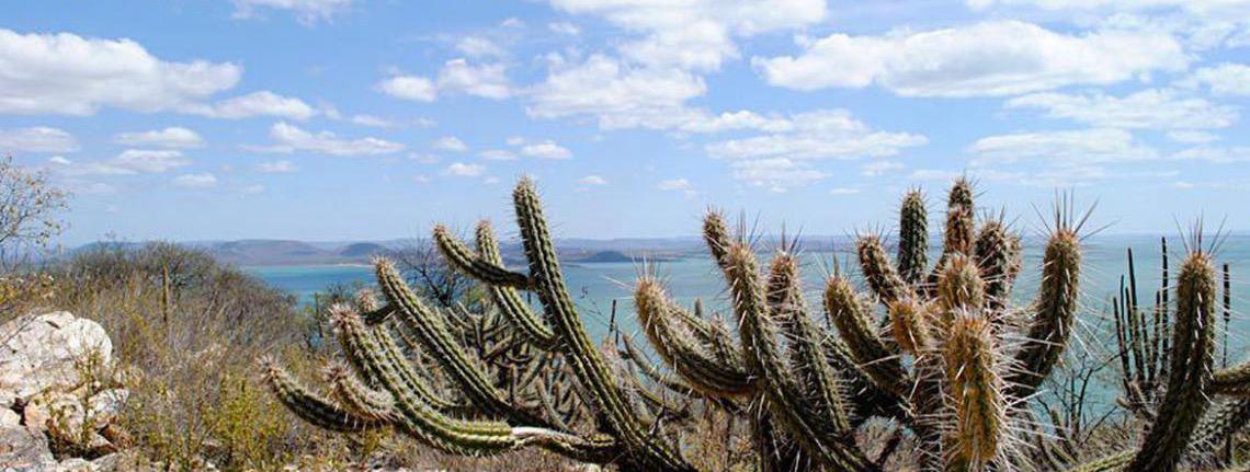 Ameaçada de desertificação, Caatinga terá área de 10 milhões de hectares recuperada