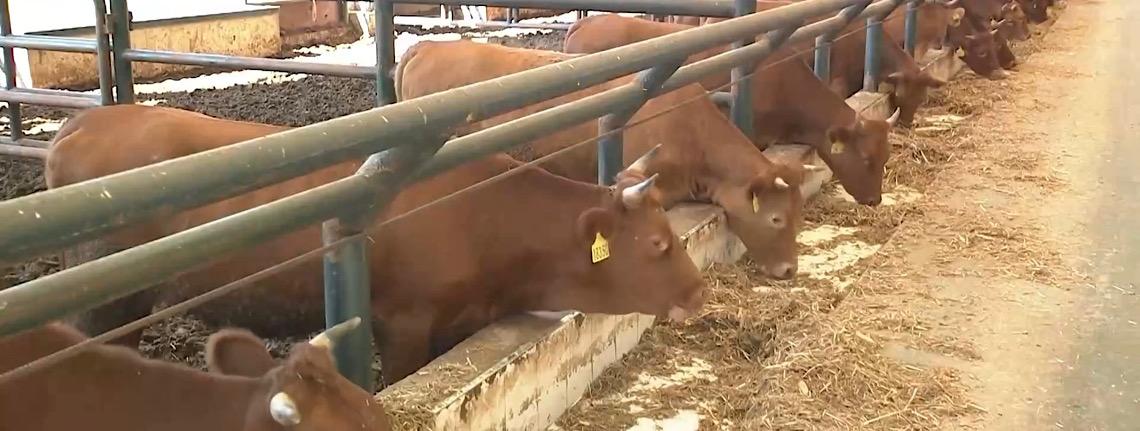 Brasil se torna o maior produtor mundial de carne bovina, ultrapassando os Estados Unidos