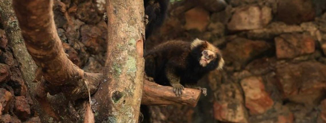 Casal de saguis-de-serra-escuro, batizados de João Paulo e Ana Maria, já pode ser visitado no Zoológico de Brasília