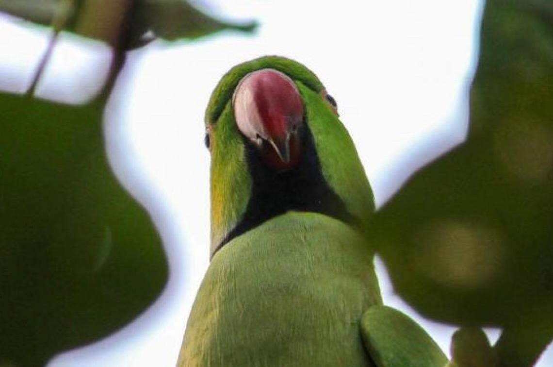 Alterada a normativa sobre espécies exóticas invasoras do Distrito Federal