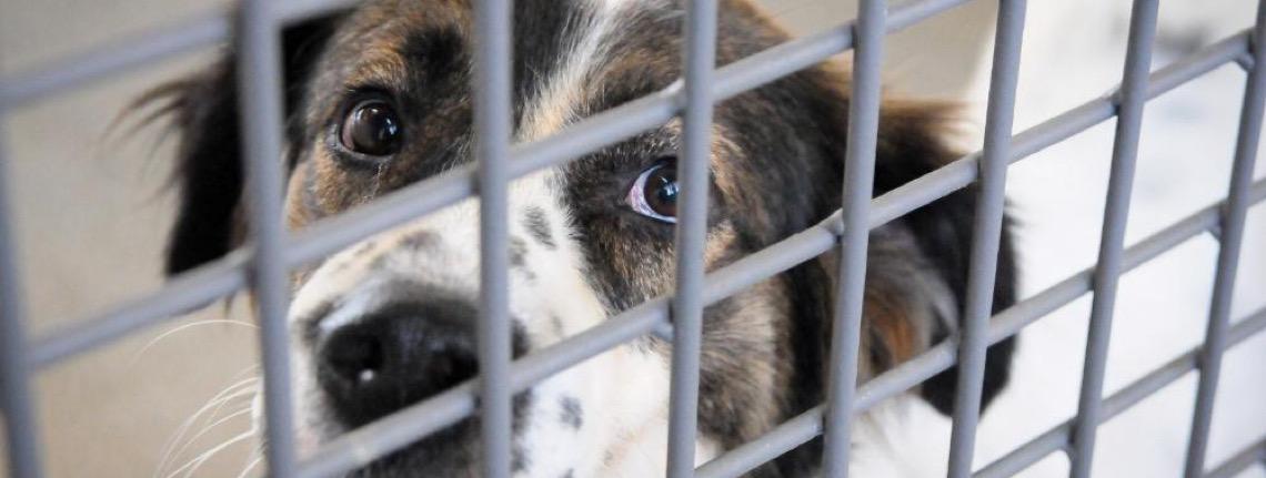 Lista de nomes dos protetores que receberão cartões Ração e Castração é divulgada