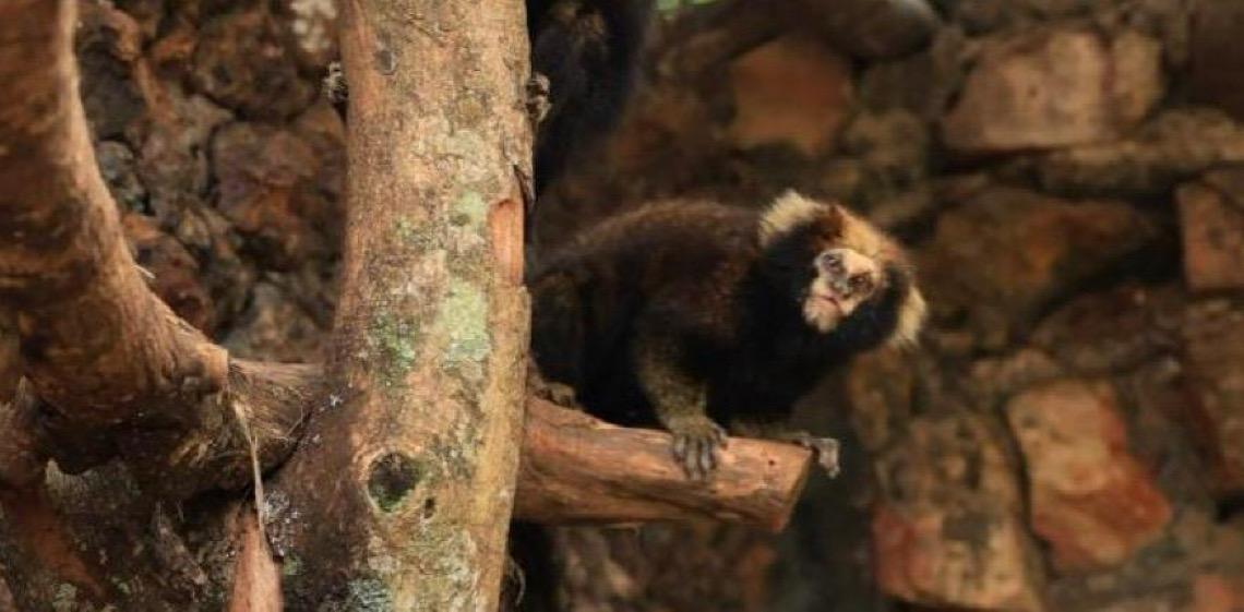 Casal de saguis-de-serra-escuro, já pode ser visitado no Zoológico de Brasília