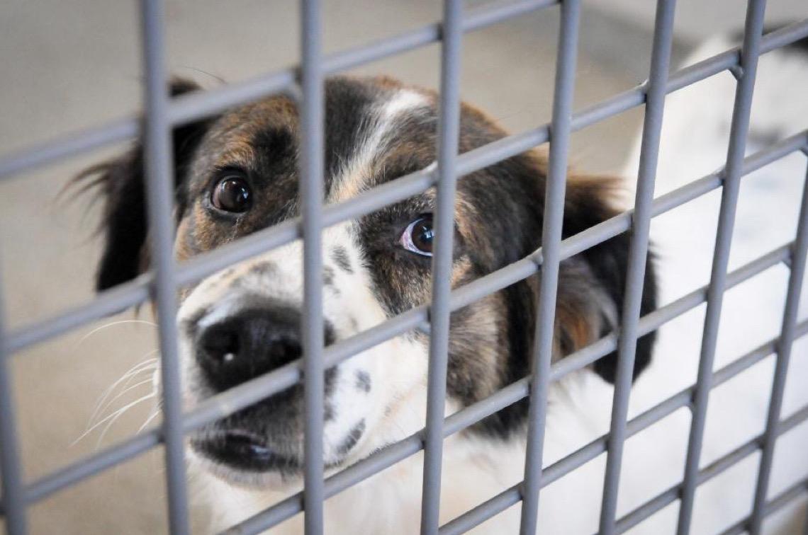 Lista de nomes dos protetores que receberão cartões Ração e Castração é divulgada