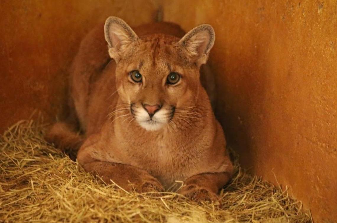 Com reconhecimento, Zoológico de Brasília vive ano histórico em 2025