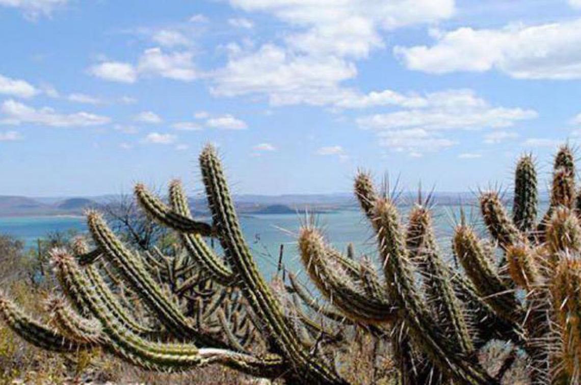 Ameaçada de desertificação, Caatinga terá área de 10 milhões de hectares recuperada
