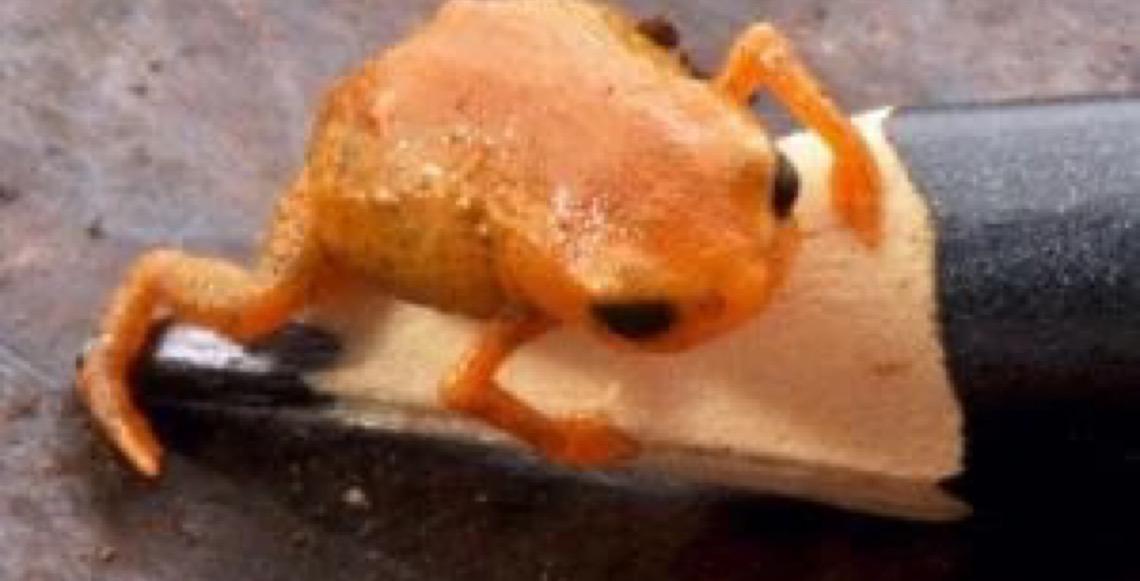 Cientistas batizam nova espécie de sapo em homenagem a Lula