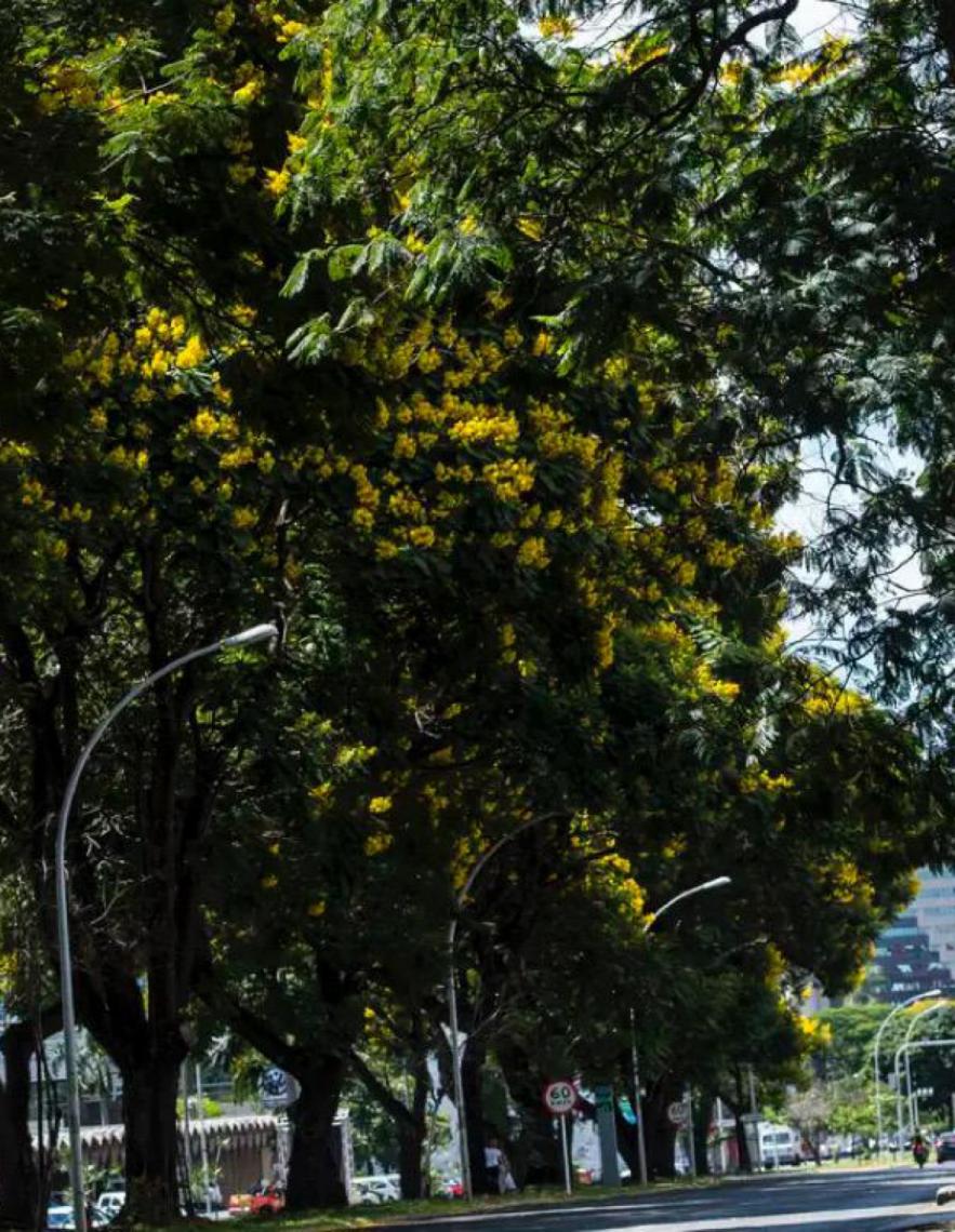 Com 673 diferentes tipos nativos, diversidade arbórea em SP impõe desafios