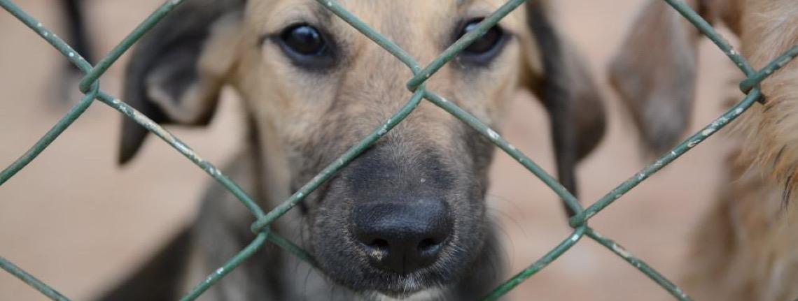 Fogos de artifício de baixo estampido protegem animais e garantem segurança no DF