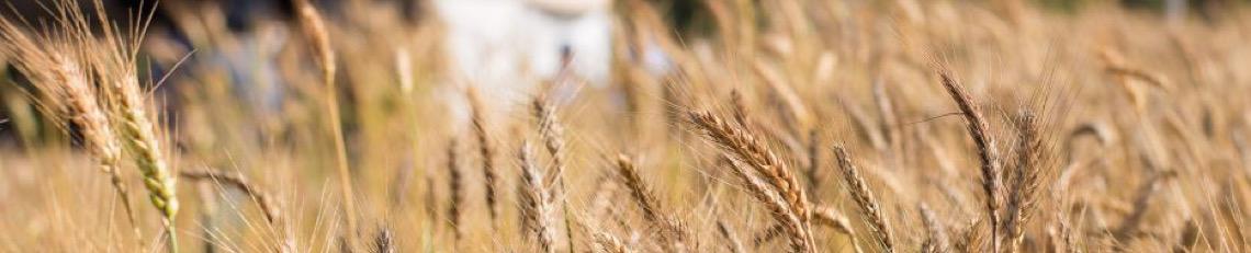 Entidades pedem que Anvisa suspenda agrotóxicos após novas descobertas científicas