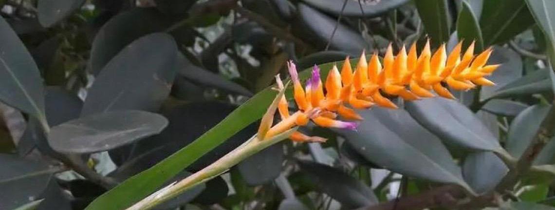 Espécie nova de bromélia floresce no Jardim Botânico do Rio de Janeiro