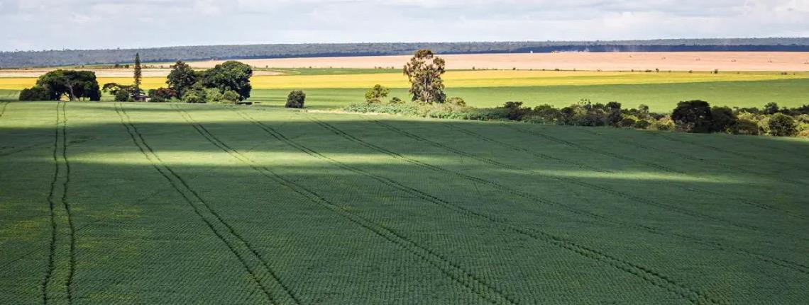 Tradings de soja abandonam acordo que restringe desmatamento na Amazônia