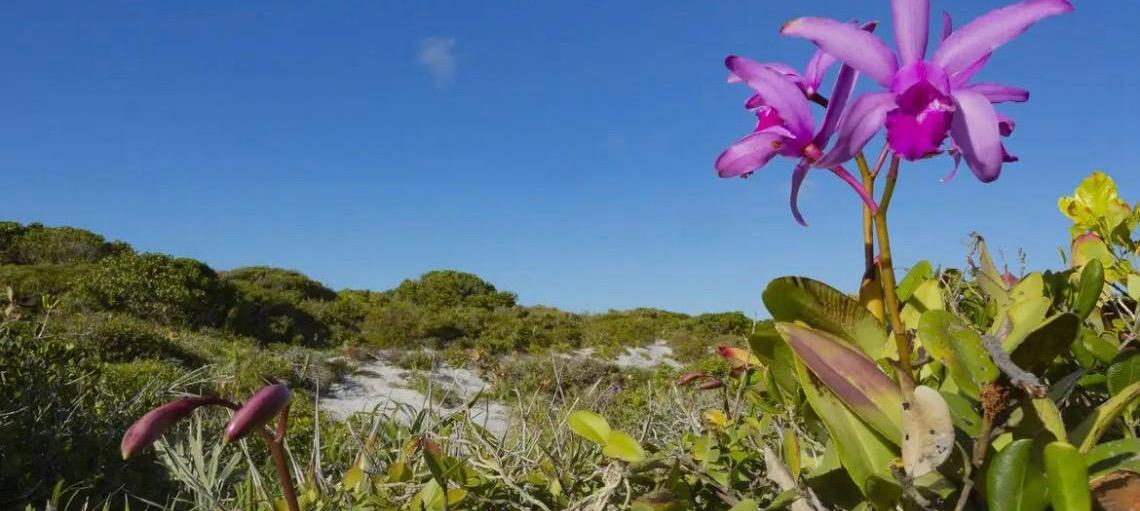 Inpe confirma redução de desmatamento na maioria dos biomas em 2024
