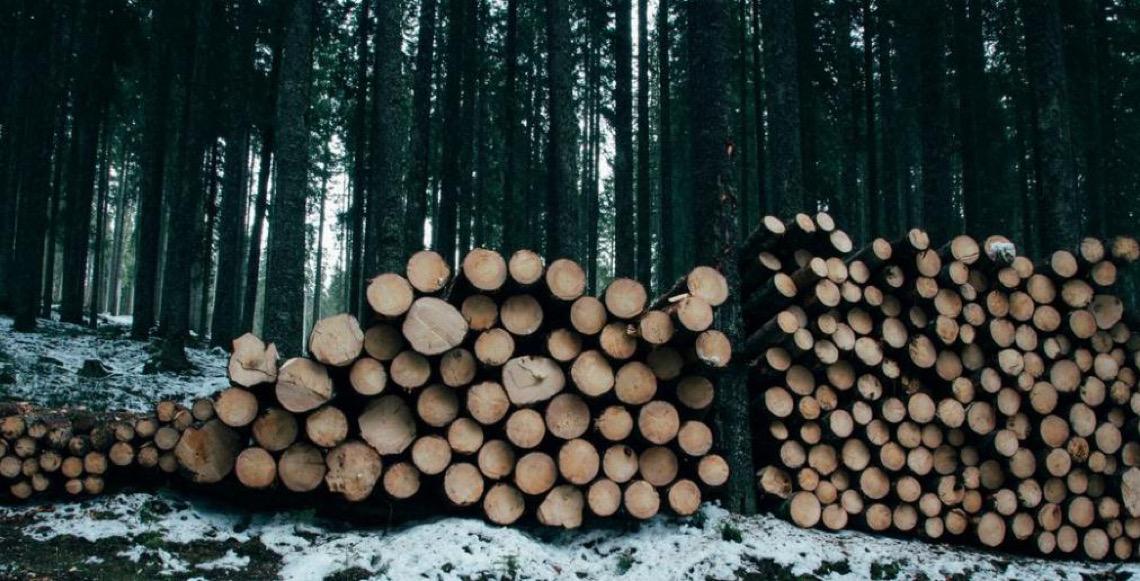 Comércio e produção globais de produtos florestais recuperam em 2024