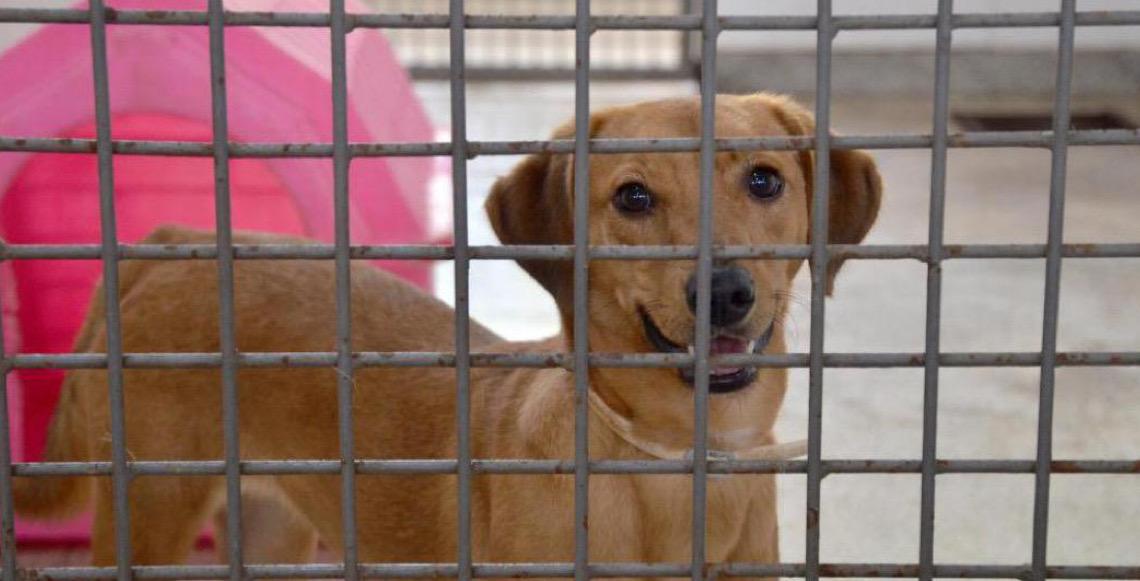 Vigilância de Zoonoses disponibiliza mais de dez cães para adoção