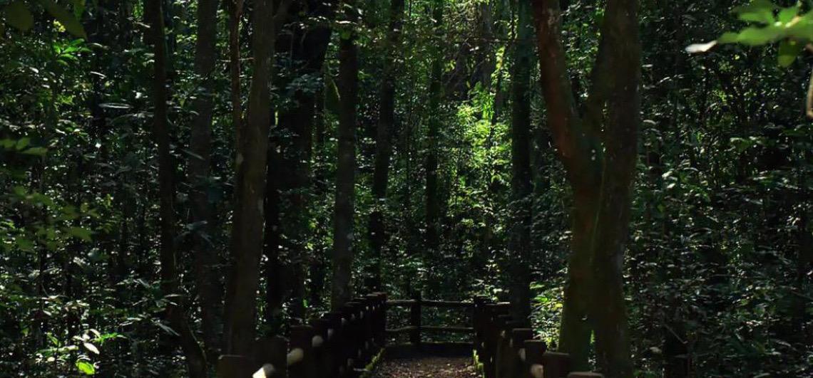 Aberta licitação para obras nas trilhas dos Macacos e da Capivara,  no Parque Nacional de Brasília