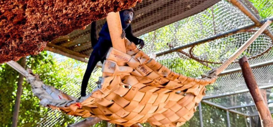 Adaptações nos cuidados asseguram conforto e saúde para os animais do Zoológico de Brasília durante o período chuvoso