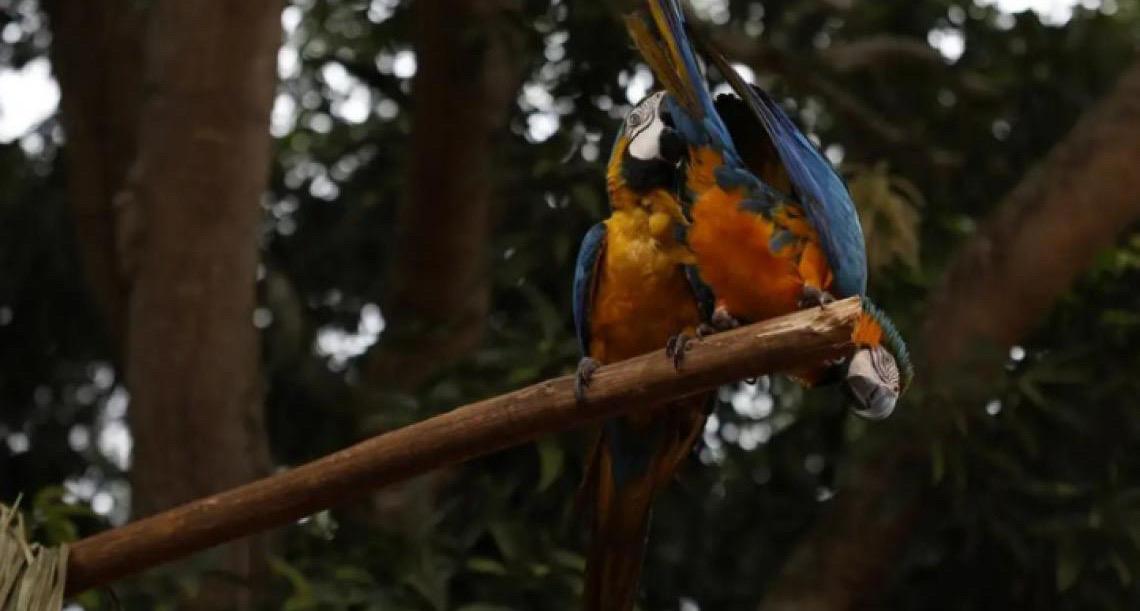 No Parque da Tijuca, araras-canindés voltam ao céu do Rio após 200 anos