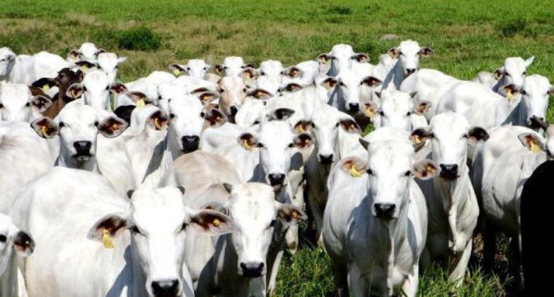 Heparina bovina brasileira: Arábia Saudita abre mercado para anticoagulante