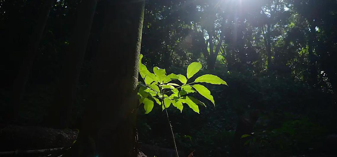 Fazenda corre com regulamentação do mercado de carbono antes das eleições