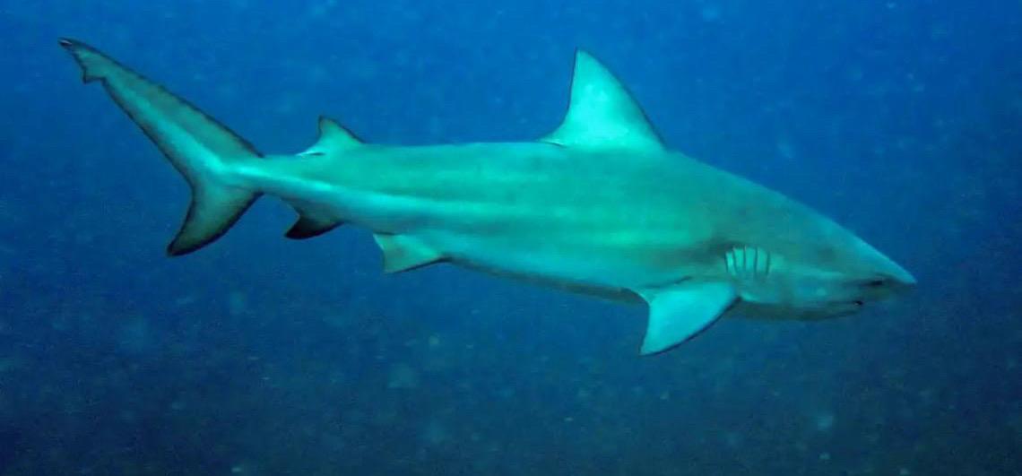 Tubarão-cabeça-chata é provável espécie que atacou garoto em praia de Olinda