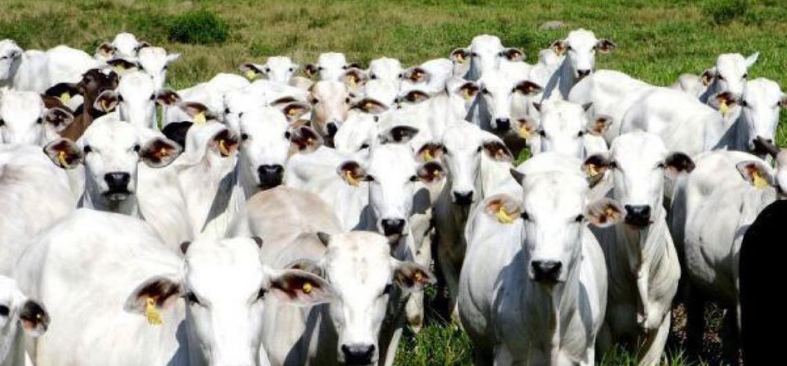 Heparina bovina brasileira: Arábia Saudita abre mercado para anticoagulante