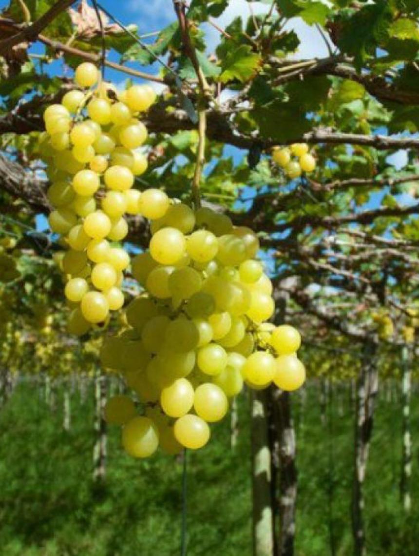 Em 2025: Nordeste brasileiro alcança 24,8 bilhões de dólares em exportações, maior volume dos últimos três anos