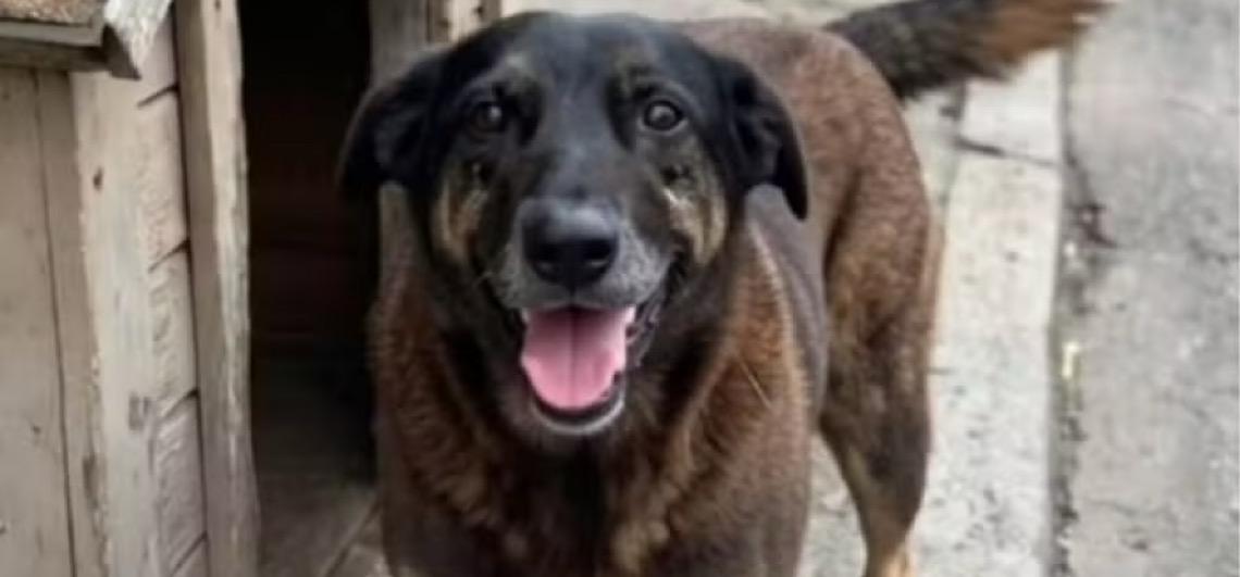 Polícia de SC conclui inquérito sobre morte de cão Orelha e pede internação de adolescente