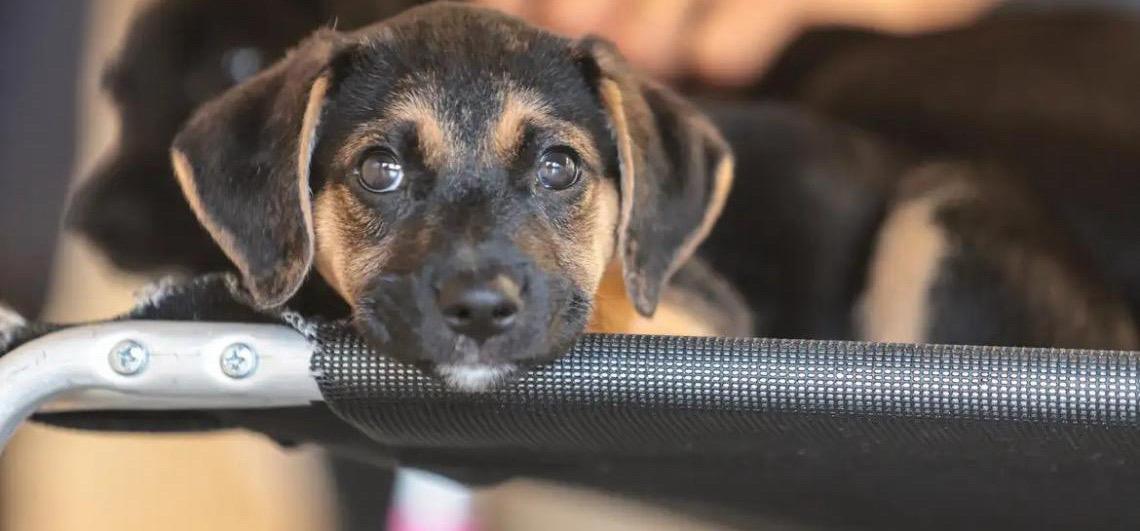 Saiba como educar crianças e adolescentes para respeitar os animais com cuidado e convivência