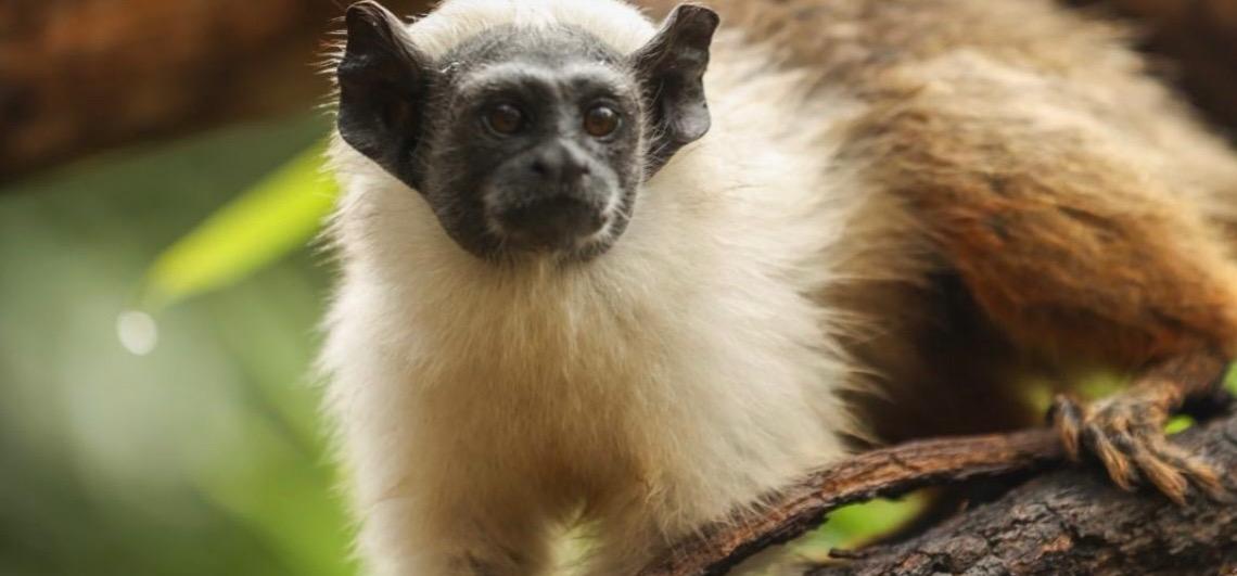 Zoológico de Brasília abre enquete para escolher nomes dos filhotes de sauim-de-coleira
