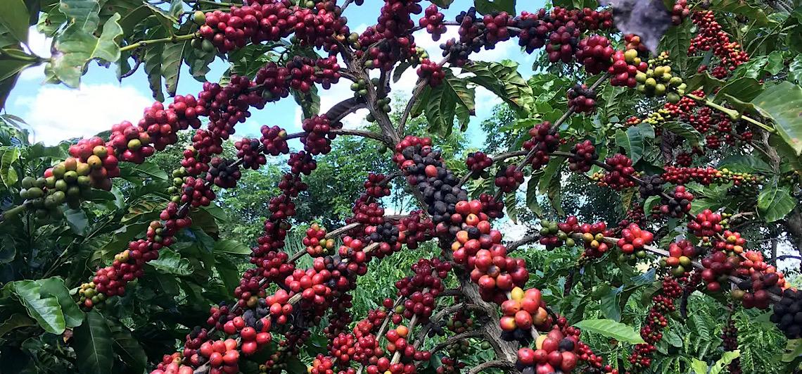 Companhia Nacional de Abastecimento prevê colheita recorde de café com crescimento de 17,1% em 2026 
