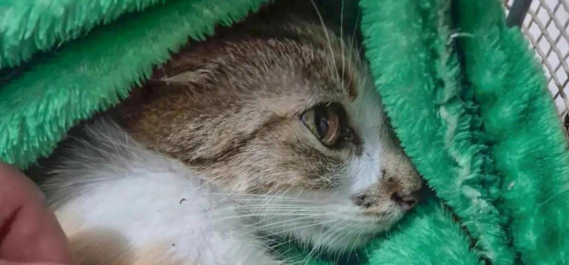 Mulher é presa após arremessar gata do 12º andar de prédio em Curitiba, no Paraná